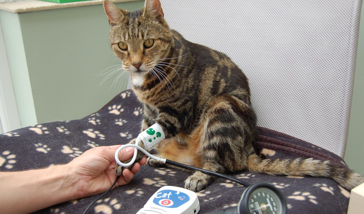 Keep Calm and Measure Cats' Blood Pressure!