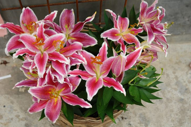 stargazer-lilies